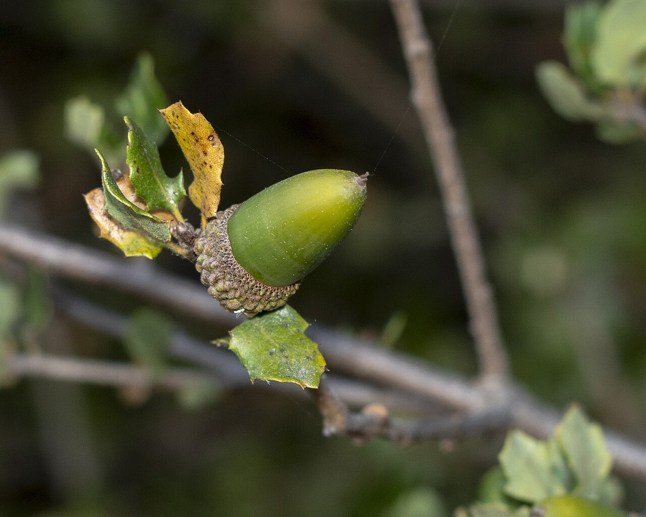 Coastal sage scrub oak: A green acorn on Quercus dumosa. San Diego, California.