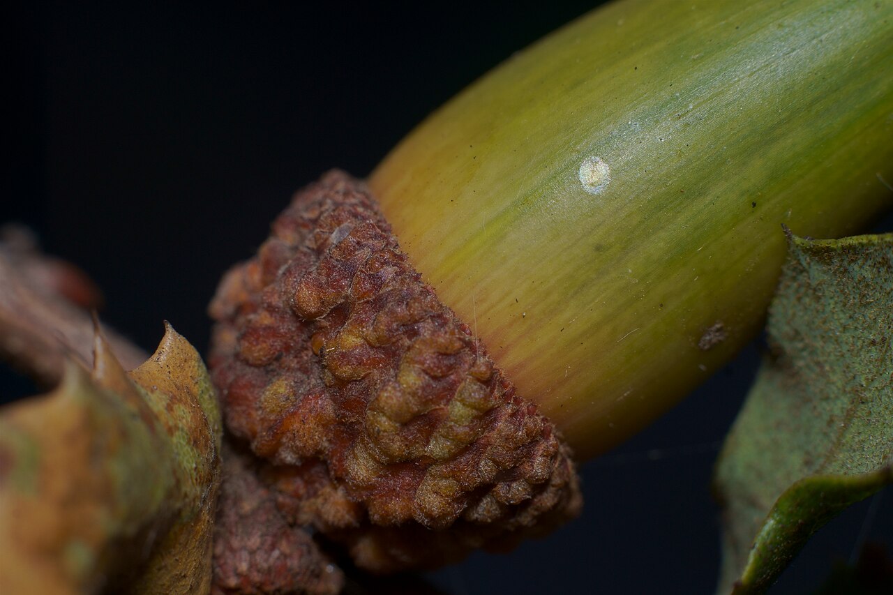 Coastal sage scrub oak: Detail of the acorn cap on Q. dumosa. San Diego, California