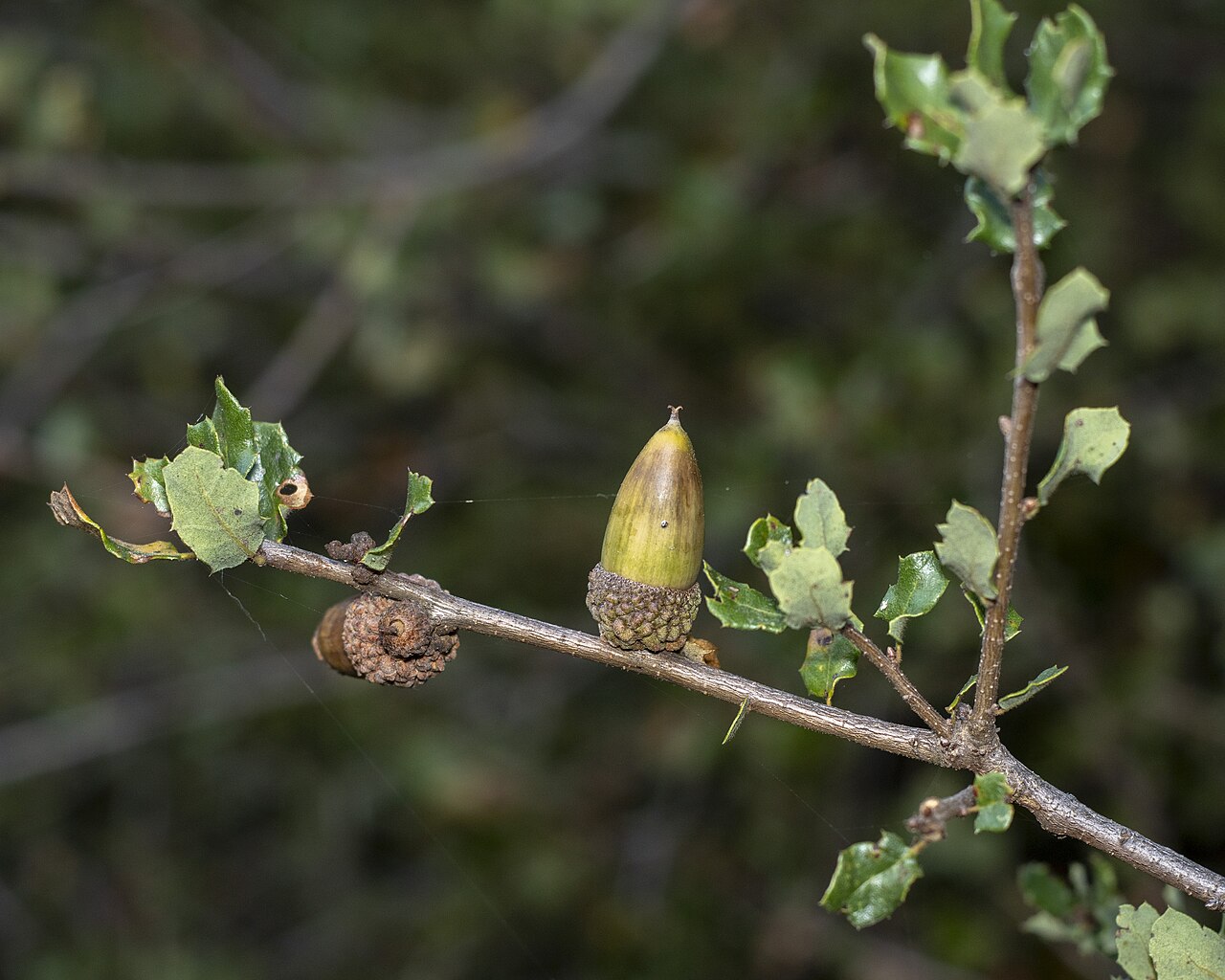 Coastal sage scrub oak: The acorn and twigs of Quercus dumosa. San Diego, California.