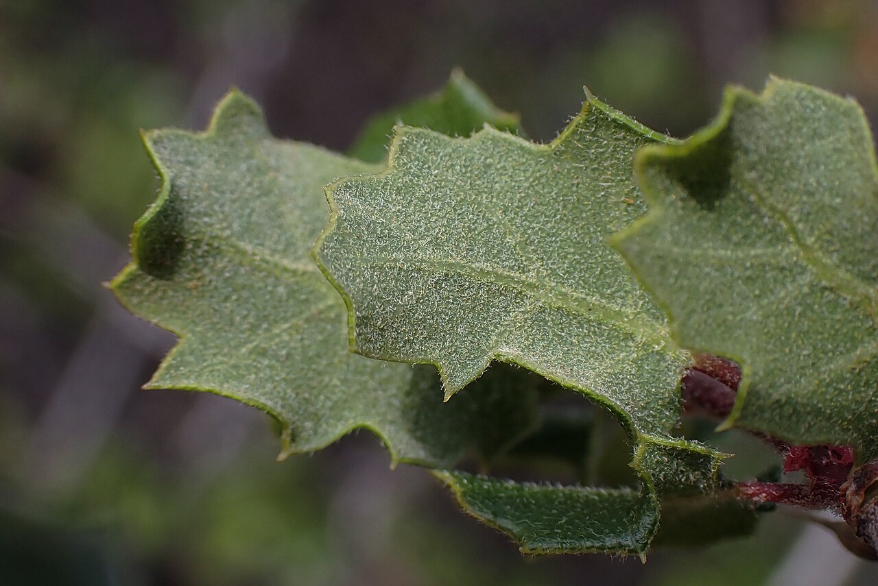 Coastal sage scrub oak: Nuttall's scrub oak