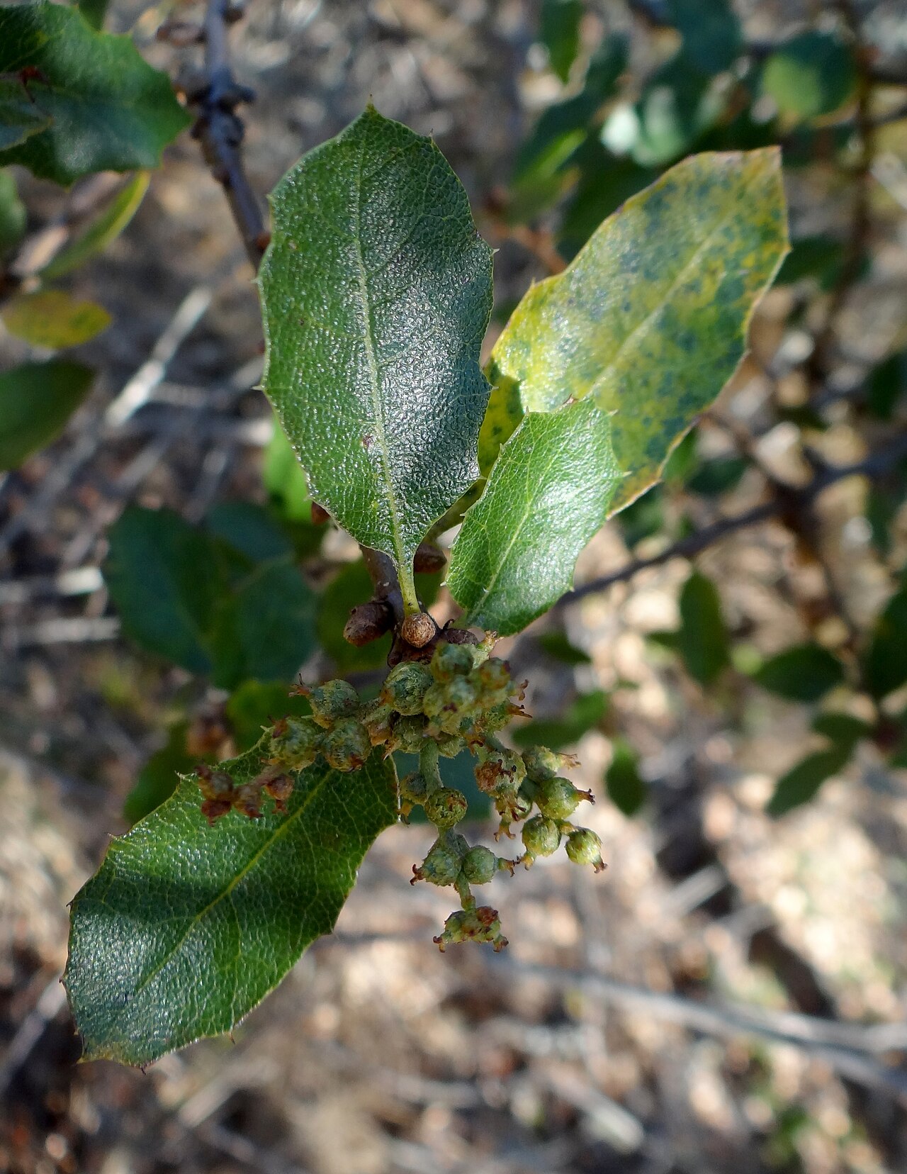 Coastal sage scrub oak: Quercus dumosa in the San Francisco Botanical Garden