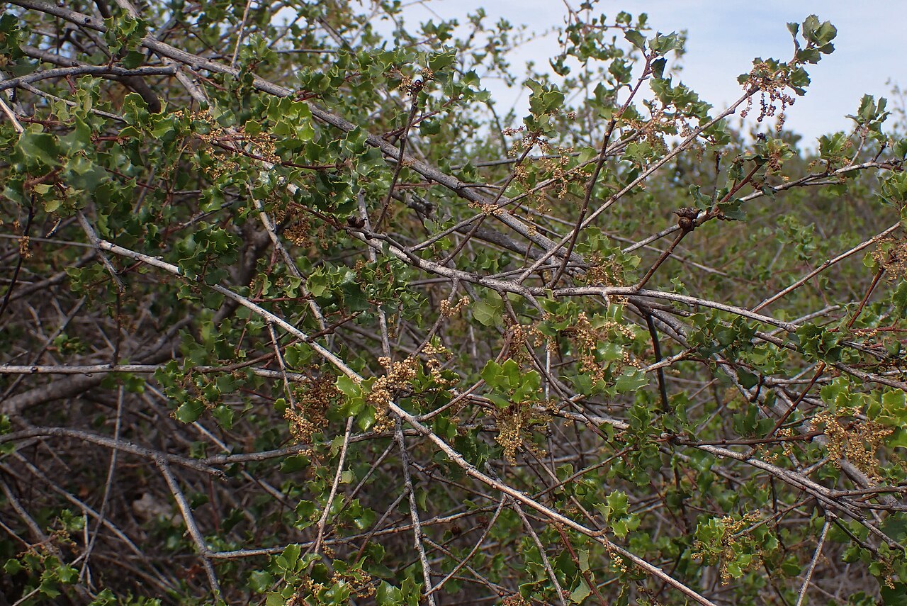 Coastal sage scrub oak: Nuttall's scrub oak
