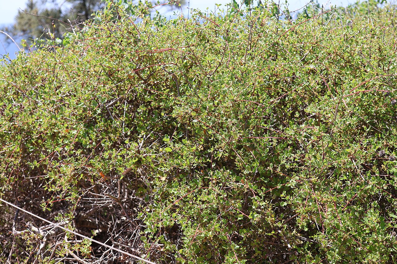 Coastal sage scrub oak: Nuttall's scrub oak ( Quercus dumosa ) in the United States
