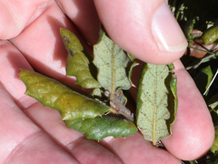 Leather oak (Quercus durata)