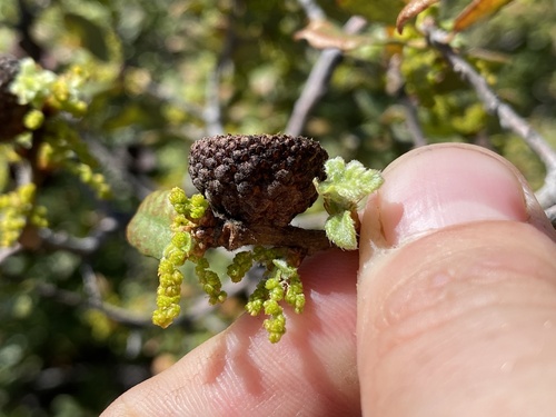 Leather oak (Quercus durata)
