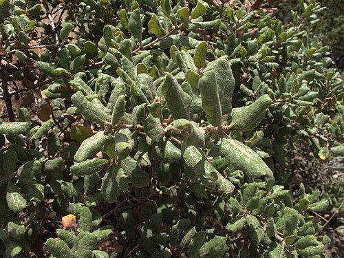 Leather oak: Quercus durata var. durata—leather oak