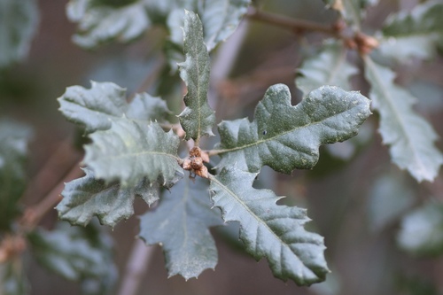 Leather oak (Quercus durata)