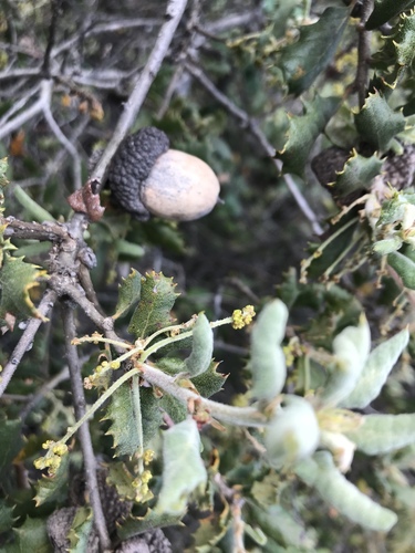 Leather oak (Quercus durata)
