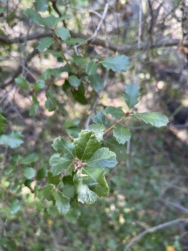 Leather oak (Quercus durata)