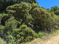 Leather oak (Quercus durata)