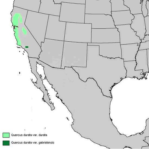 Leather oak: Quercus durata var. durata and Quercus durata var. gabrielensis range map