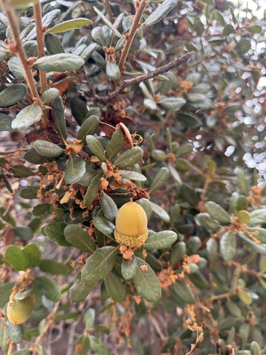 Leather oak (Quercus durata)
