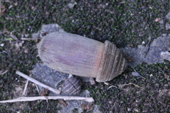 Quercus edithiae (Quercus edithiae)