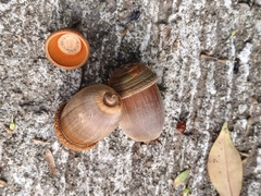 Quercus edithiae (Quercus edithiae)