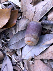 Quercus edithiae (Quercus edithiae)