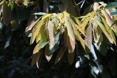 Quercus edithiae (Quercus edithiae)