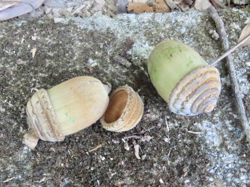 Quercus edithiae (Quercus edithiae)