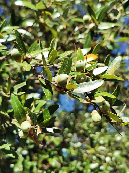 Quercus eduardi: Fruiting structure of Quercus eduardii from Mexico