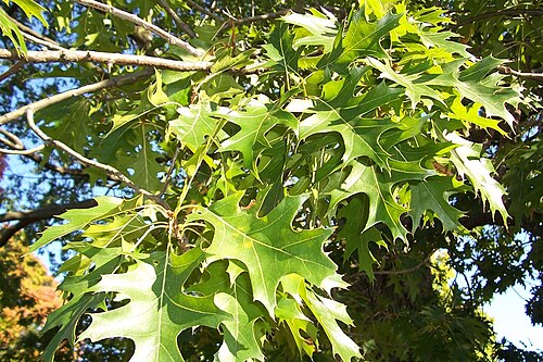 Hill's oak: Foliage of a Northern Pin Oak tree. This specimen was found at Wilson Park in Milwaukee, Wisconsin.