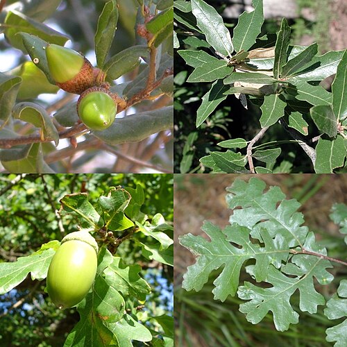 Emory oak: Fruits and leaves from various species of the genus Quercus