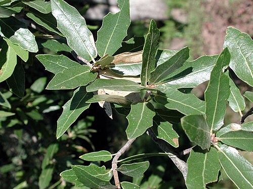 Emory oak: Emory Oak, Quercus emoryi , from Gila County, Arizona. Small to medium sized tree found commonly in Southwestern United States.