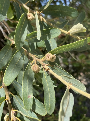 Engelmann oak (Quercus engelmannii)