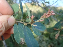 Engelmann oak (Quercus engelmannii)