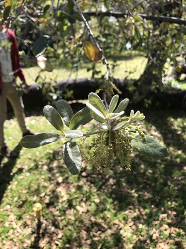 Engelmann oak (Quercus engelmannii)
