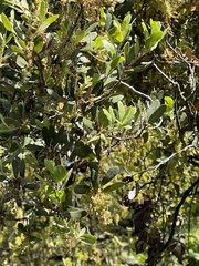 Engelmann oak (Quercus engelmannii)