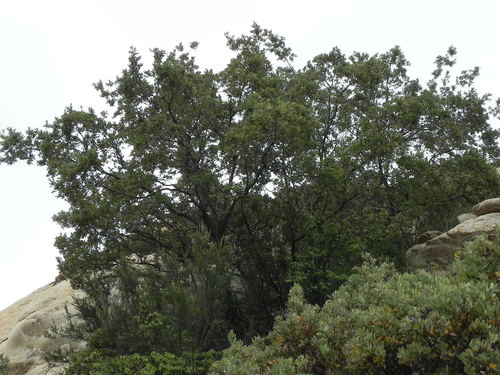 Engelmann oak (Quercus engelmannii)