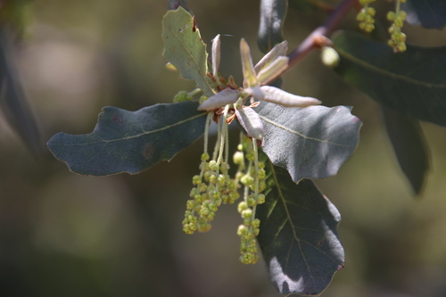 Engelmann oak (Quercus engelmannii)