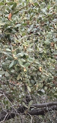 Engelmann oak (Quercus engelmannii)