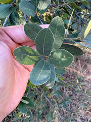 Engelmann oak (Quercus engelmannii)