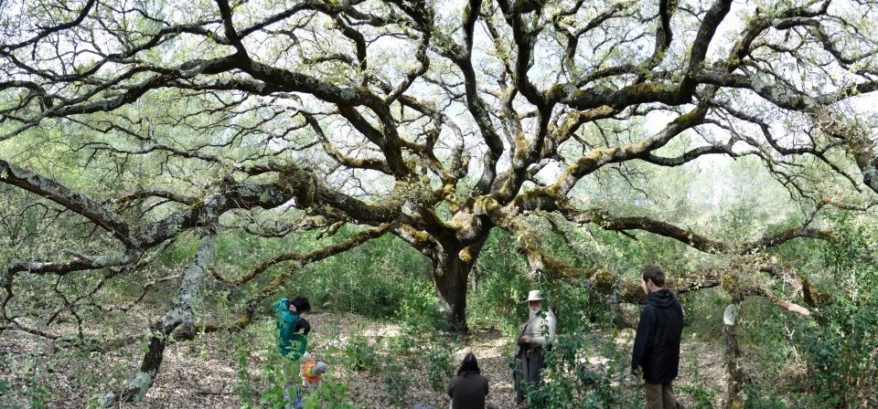 Quercus faginea: Portuguese Oak