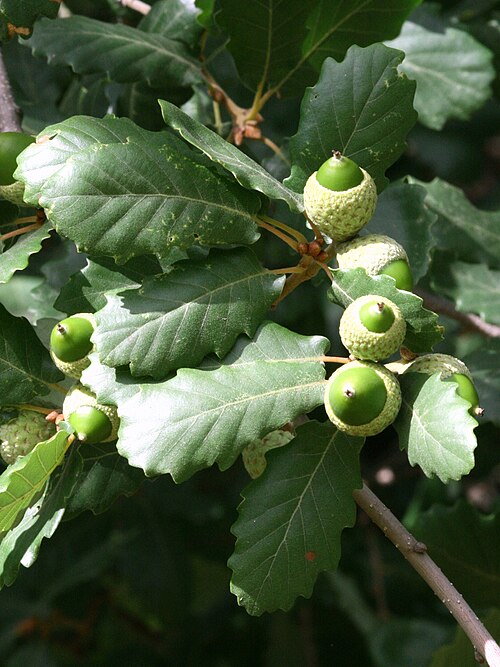 Quercus faginea: Quercus faginea, Arboretum in Brno, Czech Republic