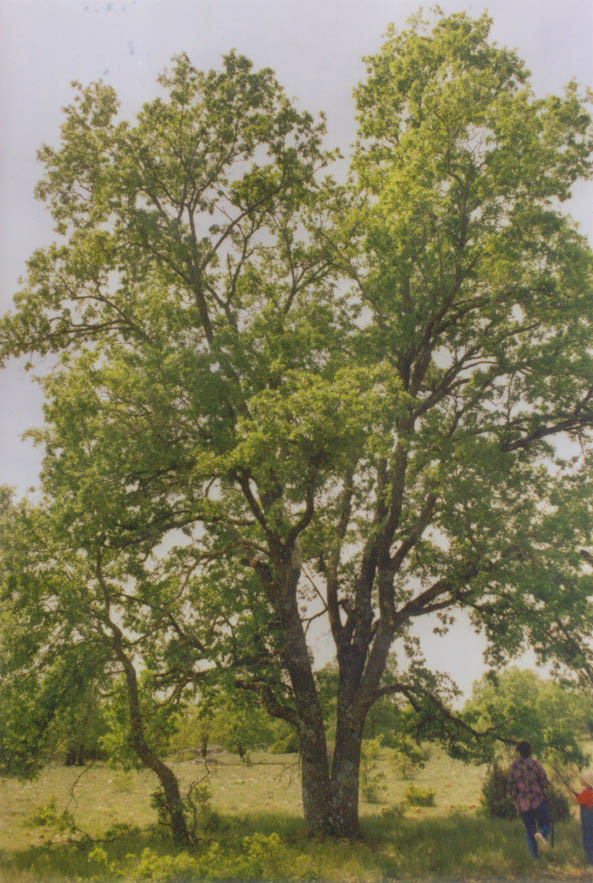 Quercus faginea: Una Quercus faginea centenaria, en Torrecuadrada de los Valles, Guadalajara, España.