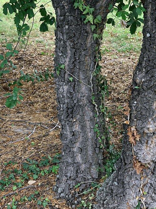 Quercus faginea: Trunk of Quercus faginea, Arboretum in Brno, Czech Republic