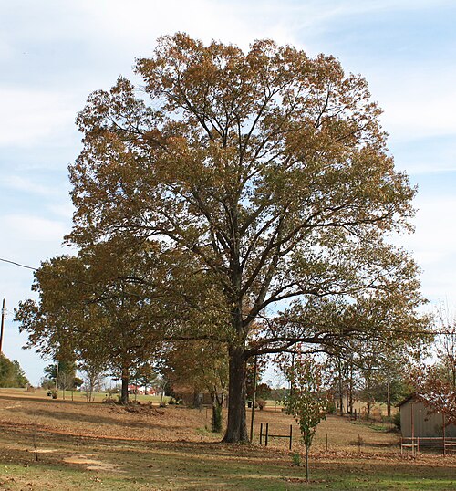 Southern red oak: A Southern Red Oak ( Quercus falcata ) specimen in Marengo County, Alabama, United States.