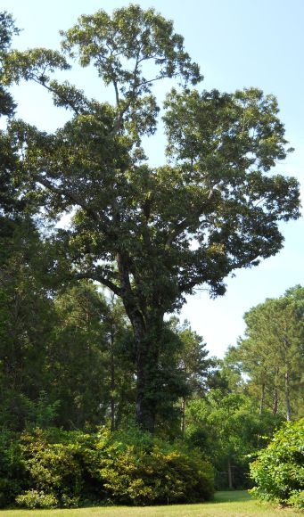 Southern red oak: Mature Quercus falcata tree in south Mississippi, USA