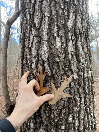 Southern red oak (Quercus falcata)