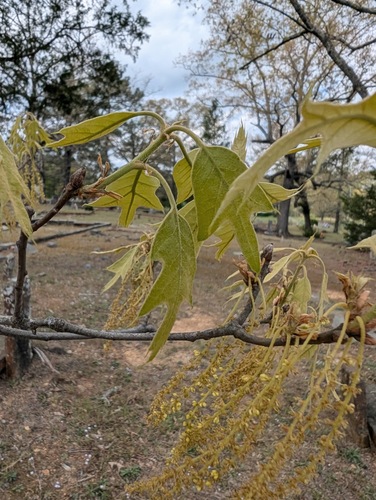 Southern red oak (Quercus falcata)