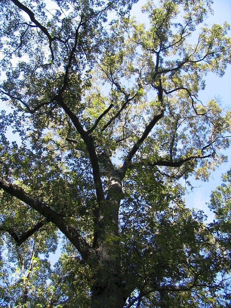 Southern red oak: Location taken: The United States National Arboretum, Washington DC. Names: Quercus falcata Michx., Chêne Rouge, Sichelblättrige Eiche, Southern Red Oak, Spanis