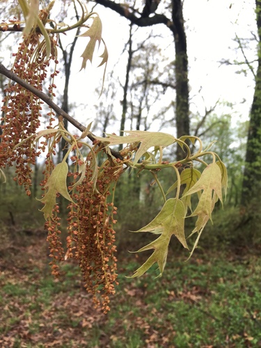 Southern red oak (Quercus falcata)