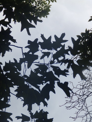 Southern red oak (Quercus falcata)