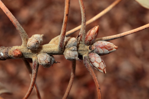 Southern red oak (Quercus falcata)
