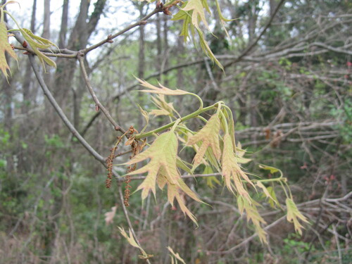 Southern red oak (Quercus falcata)