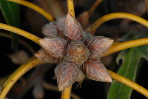 Southern red oak (Quercus falcata)