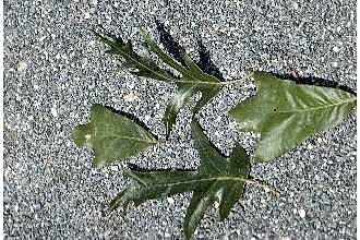 Southern red oak: Location taken: The United States National Arboretum, Washington DC. Names: Quercus falcata Michx., Chêne Rouge, Sichelblättrige Eiche, Southern Red Oak, Spanis