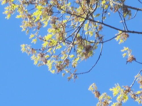 Southern red oak (Quercus falcata)