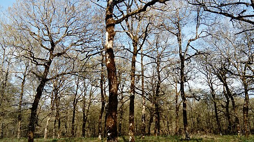 Hungarian oak: This is a photograph of a Natura 2000 protected area with ID